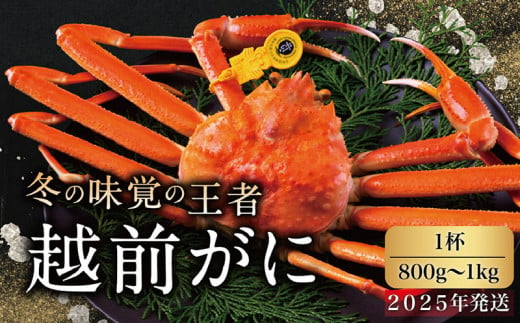 【2025年発送・指定日着可】越前がに（オス）「ずわいがに」 大サイズ（800g-1kg） 1杯 230674 - 福井県越前市