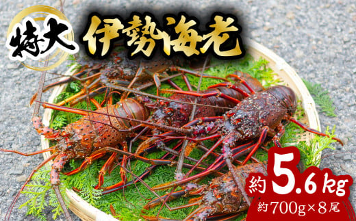 伊勢海老 特大 約5.6kg 約700g×8尾 伊勢えび 伊勢エビ いせえび イセエビ 海老 えび エビ 海鮮 海産物 海の幸 おせち 高級 国産 海鮮 ギフト