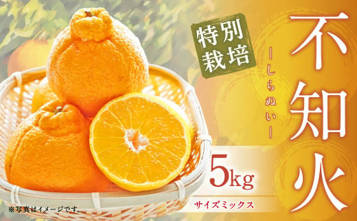 【先行受付】特別栽培不知火 5kg サイズミックス  特別栽培 不知火 柑橘 デコポン でこぽん フルーツ 果物 果実 九州産 熊本県産【2025年3月上旬から4月上旬発送予定】 1102564 - 熊本県上天草市