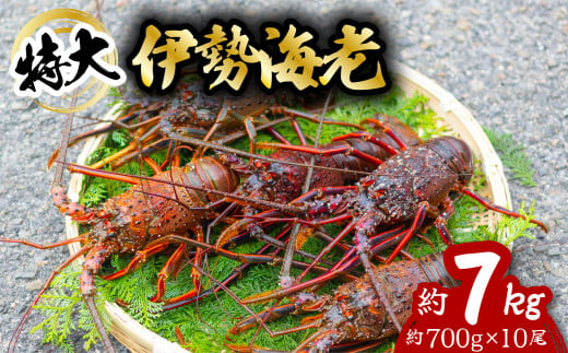 伊勢海老 特大 約7kg 約700g×10尾 伊勢えび 伊勢エビ いせえび イセエビ 海老 えび エビ 海鮮 海産物 海の幸 おせち 高級 国産 海鮮 ギフト