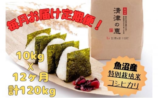 【通年受付】魚沼産特別栽培米コシヒカリ［清津の恵］精米10kg（5kgx2袋）全12回 十日町市 十日町 米 1480334 - 新潟県十日町市