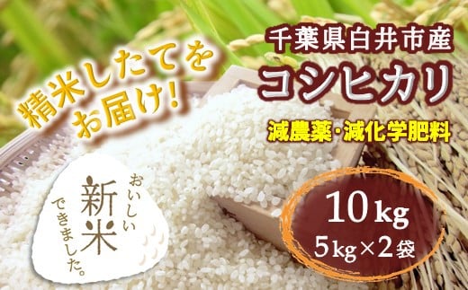 コシヒカリ 新米 10kg 千葉県産 減農薬 減化学肥料 精米したて 1332528 - 千葉県白井市