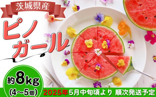 【先行予約】茨城県産ピノガール約8kg（4～5個）【2025年5月中旬～6月中旬ごろ発送予定】【 スイカ 西瓜 果物 くだもの フルーツ 国産 季節限定 人気 贈り物 お取り寄せ プレゼント 厳選 デザート 】 376612 - 茨城県下妻市