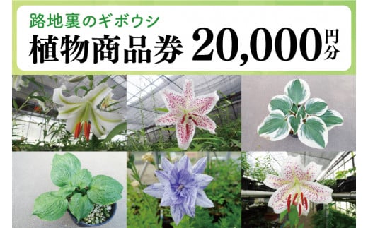 53-03 「路地裏のギボウシ」商品券 20,000円分【植物 希少 品種 多肉植物 利用券 利用チケット 茨城県 阿見町】 1049301 - 茨城県阿見町