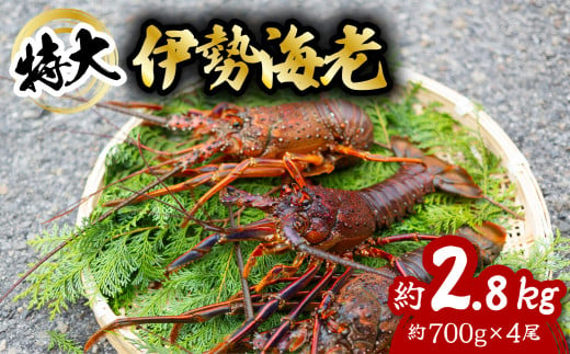 伊勢海老 特大 約2.8kg 約700g×4尾 伊勢えび 伊勢エビ いせえび イセエビ 海老 えび エビ 海鮮 海産物 海の幸 おせち 高級 国産 海鮮 ギフト 1024827 - 徳島県海陽町