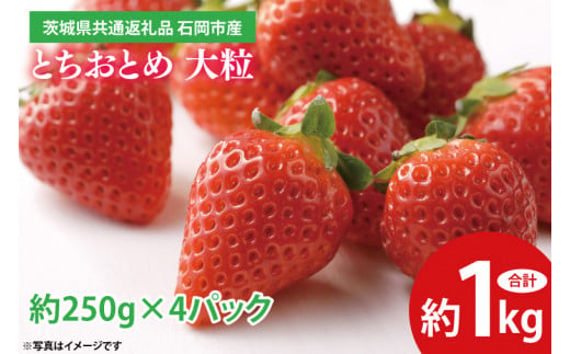 とちおとめ 大粒 約1kg (約250g×4パック) <2025年1月上旬～3月下旬頃に順次発送予定 > 【茨城県共通返礼品 石岡市産】 いちご 苺 イチゴ くだもの 果物 フルーツ 茨城県産 特産品