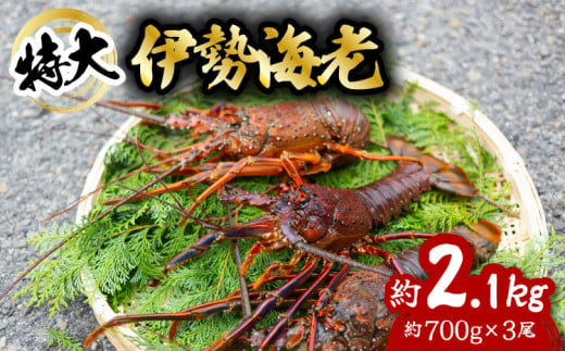 伊勢海老 特大 約2.1kg 約700g×3尾 伊勢えび 伊勢エビ いせえび イセエビ 海老 えび エビ 海鮮 海産物 海の幸 おせち 高級 国産 海鮮 ギフト 1024826 - 徳島県海陽町