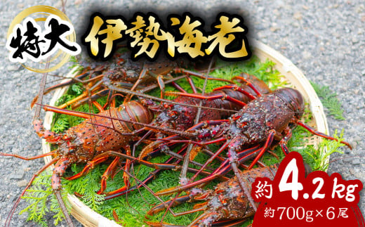 伊勢海老 特大 約4.2kg 約700g×6尾 伊勢えび 伊勢エビ いせえび イセエビ 海老 えび エビ 海鮮 海産物 海の幸 おせち 高級 国産 海鮮 ギフト