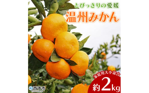 [とびっきりの愛媛 温州みかん 約2kg(家庭用大小混合)] 訳あり 家庭用 果物 柑橘 フルーツ 蜜柑 うんしゅうみかん ウンシュウミカン 特産品 片山果樹園 食べて応援 西宇和 愛媛県 西予市[常温]