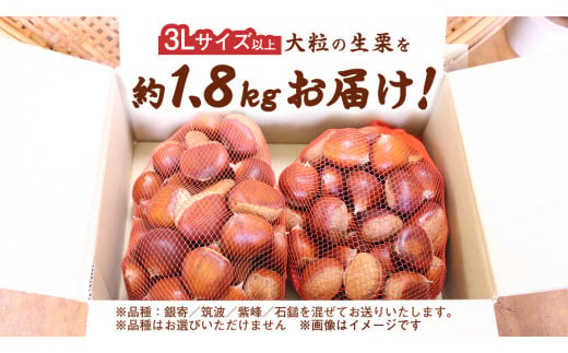 先行予約 》3L 生栗 1.8kg 【2024年9月上旬より発送予定】 大粒 栗 銀寄 筑波 紫峰 石鎚 くり マロン 和 果物 くだもの 秋の味覚  数量限定 期間限定 旬 秋 国産 秋 旬の栗 お菓子作り / 茨城県牛久市 | セゾンのふるさと納税