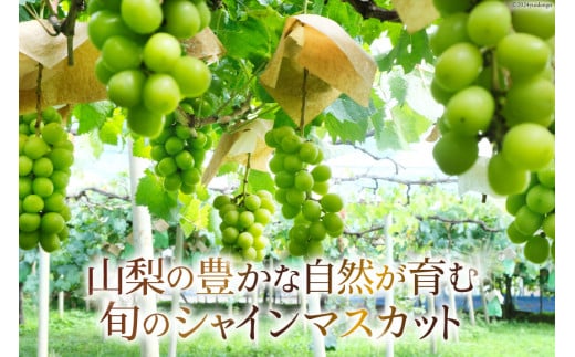 2025年発送】 ぶどう 山梨県産 シャインマスカット 約1.8kg [株式会社えべし 山梨県 中央市 21470730] フルーツ 果物 くだもの  ブドウ シャイン マスカット 葡萄 期間限定 季節限定 - 山梨県中央市｜ふるさとチョイス - ふるさと納税サイト