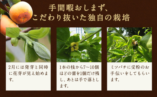 シンデレラ 太秋柿 化粧箱入り 小玉 7玉 約2kg