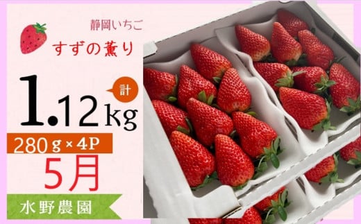 ６２７７　③5月からの発送 いちご 掛川産 完熟いちご すず薫り280g×４P 1.12ｋｇ (1ｐ：5～15粒入)  ①3月 ②4月 ③5月 の中から発送時期をお選び下さい  水野農園   ( ミズノ農園 ）