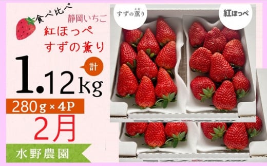 ６２７８　②２月発送 いちご 掛川産 完熟いちご 紅ほっぺ・すず薫り280×各２P 計４P 1.12ｋｇ (5～15粒入×4P)  ①１月 ②２月の中から発送時期をお選び下さい  水野農園   ( ミズノ農園 ） 1226966 - 静岡県掛川市