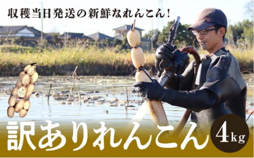 千葉県れんこん部門注文数最上位達成！【訳あり】無選別　神崎町ふるさと れんこん（4kg）[013-a002] 1485961 - 千葉県神崎町