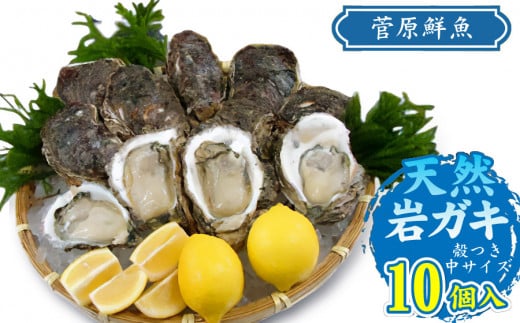 【令和7年 予約販売】天然岩ガキ 10個入り (岩ガキ専用ナイフ付き) 庄内観光物産館 1483208 - 山形県鶴岡市