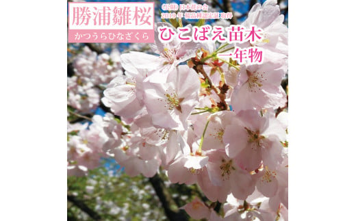 勝浦ひな桜 苗木 1本 1484594 - 徳島県勝浦町