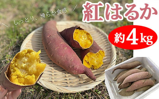 新潟県産さつまいも(紅はるか)約4kg[丸茂農園]