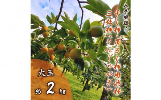 【入手困難！】干し柿・吊るし柿用渋柿「三社柿（さんじゃがき）」約2kg 870123 - 富山県南砺市