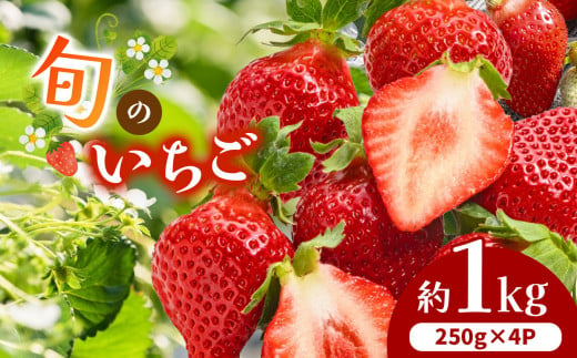 熊本県産 旬の いちご 約 1kg （250g ×4P） | フルーツ 果物 くだもの 苺 イチゴ 旬 熊本 熊本県 玉名市