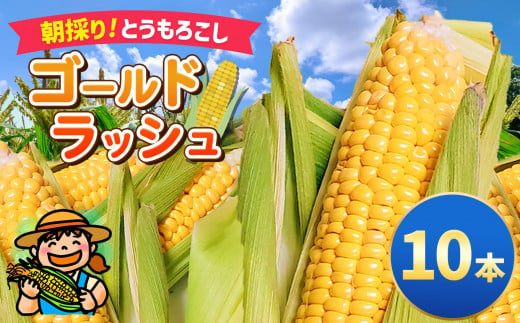 朝採り ゴールドラッシュ 10本 2025年 先行予約  | とうもろこし トウモロコシ 夏野菜 野菜 採れたて 新鮮 愛彩畑 あいさいばたけ 直売所 君津市 きみつ 千葉県 1495542 - 千葉県君津市