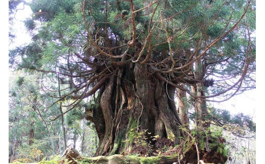 【佐渡市】佐渡島 神秘の大自然原生林・巨木杉トレッキング 大人2名様分【祝！世界遺産登録　佐渡島（さど）の金山】【世界遺産がある島でトレッキング】【JTB体験プラン】 1484409 - 新潟県佐渡市