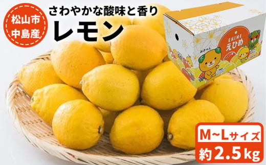 【11月中旬から発送】 中島産 レモン M～Lサイズ 2.5kg （ 先行予約 愛媛 レモン 柑橘 果物 くだもの フルーツ お取り寄せ グルメ 期間限定 数量限定 人気 おすすめ 愛媛県 松山市 フジ・アグリフーズ ）