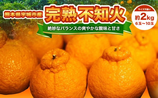 【先行予約】宇城市産 完熟 不知火 約2kg 【髙橋果樹園】【2025年2月上旬から3月下旬発送予定】不知火 しらぬい みかん ミカン 1377563 - 熊本県宇城市