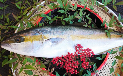 丸ごと1本！長崎近海 活き〆天然寒ヒラス (ヒラマサ) 5kg台 (5.2〜5.8kg) ／ 魚 魚介 鮮魚 海鮮 天然 ヒラマサ ヒラス 刺身 大将農園 長崎県 長崎市 1485459 - 長崎県長崎市