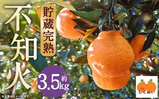 【数量限定】貯蔵 完熟不知火 約3.5kg【2025年3月上旬～4月上旬迄発送予定】  不知火 フルーツ 果物 蜜柑 柑橘 国産 長崎県産 九州産 デコポンと同一品種 1484775 - 長崎県時津町