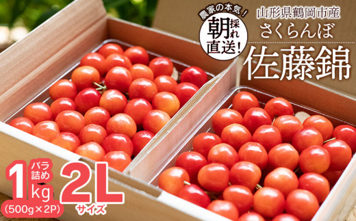 【令和7年産先行予約】 鶴岡市産 佐藤錦 2Lサイズ バラ詰め 1kg(500g×2P) さくらんぼ　大膳農園 1484252 - 山形県鶴岡市