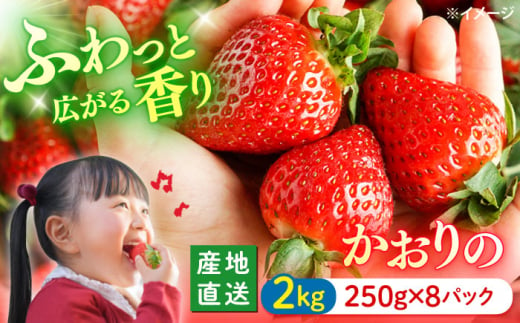 【風味豊かな香り】【先行予約】西海市産 いちご 「かおりの」約2kg（約250g×8パック） 長崎 西海 イチゴ いちご 贈答 ギフト いちご  長崎 西海 イチゴ いちご 贈答 ギフト いちご ＜武藤農園＞ [CFV002] 1487230 - 長崎県西海市