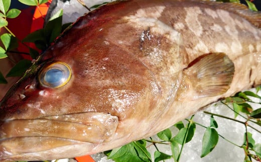 丸ごと1匹お届け！長崎近海 天然アラ (クエ) 8kg台 (8.2〜8.8kg、12〜15人前) ／ 魚 鮮魚 魚介 海鮮 高級魚 くえ あら 血抜き 鍋 刺身 大将農園 長崎県 長崎市 【2025年9月下旬～2026年2月下旬迄発送予定】