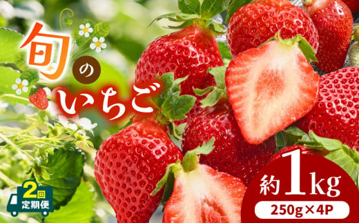  【 定期便 2回 】熊本県産 旬の いちご 約 1kg （250g ×4P） | フルーツ 果物 くだもの 苺 イチゴ 旬 定期 熊本 熊本県 玉名市 1485126 - 熊本県玉名市