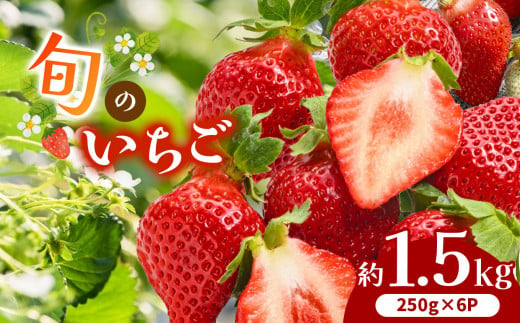 熊本県産 旬の いちご 約 1.5kg （250g ×6P） | フルーツ 果物 くだもの 苺 イチゴ 旬 熊本 熊本県 玉名市 1485124 - 熊本県玉名市