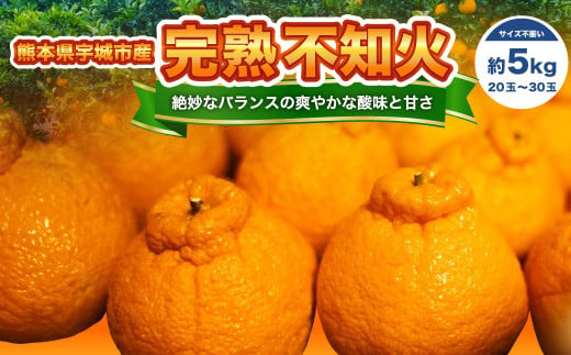 【先行予約】宇城市産 完熟 不知火 約5kg 【髙橋果樹園】【2025年2月上旬から3月下旬発送予定】不知火 しらぬい みかん ミカン 1377567 - 熊本県宇城市