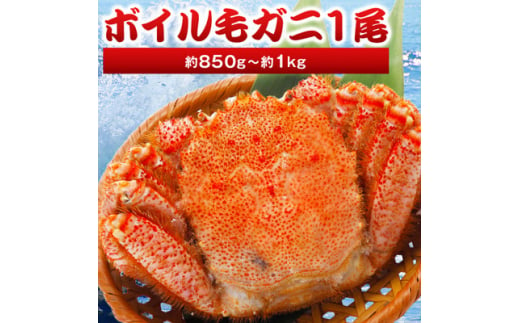 北海道産 毛ガニ 1尾 850g～1kg (ボイル)＜2024製造＞【1381371】 681048 - 北海道稚内市