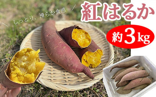 新潟県産さつまいも(紅はるか)約3kg[丸茂農園]