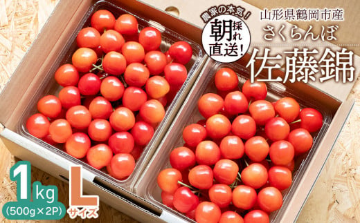 【令和7年産先行予約】 鶴岡市産 佐藤錦 Lサイズ バラ詰め 1kg(500g×2P) さくらんぼ　大膳農園 1484251 - 山形県鶴岡市