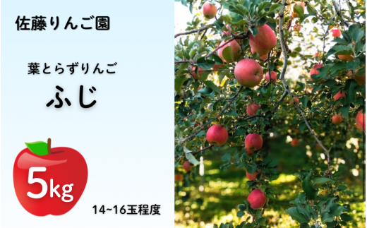 【11月上旬から発送】葉とらずりんご  ふじ 約5㎏（14~16玉程度） 新潟県五泉市産　佐藤りんご園 1475451 - 新潟県五泉市