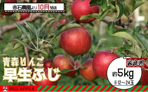 りんご 【 10月発送 】家庭用 早生ふじ 約 5kg 【 弘前市産 青森りんご 】 1052491 - 青森県弘前市