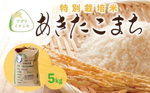 新米【令和6年産】茨城県稲敷市産 特別栽培米 あきたこまち 5kg×1袋｜米 おこめ 精米 農家直送 直送 茨城県 [1099] 1490016 - 茨城県稲敷市