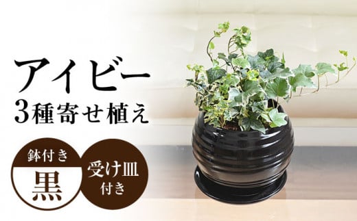 観葉植物 アイビー ヘデラ 3種 寄せ植え ボール形 陶器 鉢植え (黒) インテリア ギフト / 観葉 植物 インテリア おしゃれ / 大村市 /琴花園[ACYK030]