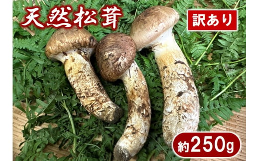 期間限定】 岩手県産 松茸 天然 約200g 国産 松茸訳あり 【開きや小さめ、割れ、欠けなど】 家庭用 - 岩手県普代村｜ふるさとチョイス -  ふるさと納税サイト