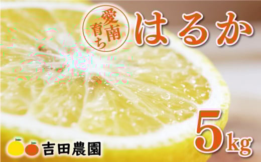 数量限定 先行予約 はるか 5kg 10000円 みかん mikan 蜜柑 ミカン 国産 産地直送 農家直送 期間限定 特産品 ゼリー ジュース アイス 等に 人気 限定 フルーツ 果物 柑橘 甘い おいしい ジューシー お取り寄せ ギフト プレゼント サイズ ミックス 愛南町 愛媛県 吉田農園