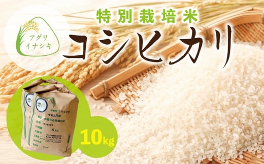 新米【令和6年産】茨城県稲敷市産 特別栽培米 コシヒカリ 合計10kg (5kg×2袋)｜米 おこめ 精米 農家直送 直送 茨城県 [1103] 1490020 - 茨城県稲敷市