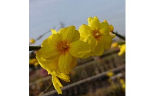 黄色い八重咲の綺麗な花がたくさん咲く　雲南黄梅【1545290】 1489098 - 三重県鈴鹿市