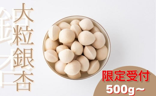 [数量限定]北本産 大粒銀杏(殻付き) 500g 〜 約 1kg ( 500g × 2袋 ) 金子果樹園 | 埼玉県 北本市 銀杏 ぎんなん ギンナン 2024 3L 大粒 秋 旬 秋の味覚 ぎんなん おつまみ 簡単 調理 電子レンジ 茶碗蒸し 混ぜご飯