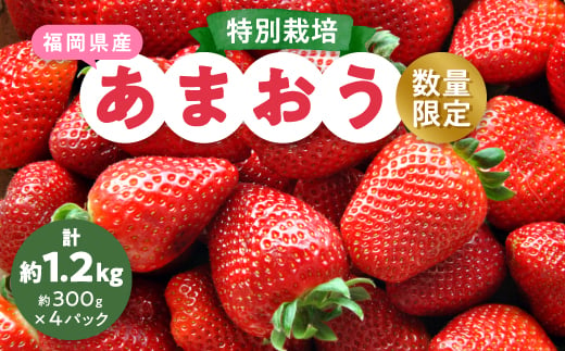 ＜数量限定＞特別栽培あまおう約300g×4パック(約1,200g)＜2024年12月より順次発送＞_ いちご イチゴ 苺 あまおう 果物 フルーツ くだもの ふるーつ 青果 果実 甘い 大粒 大きい 旬 専門店 希少 品種 冷蔵 ギフト 贈答 【1445836】 1074398 - 福岡県大野城市