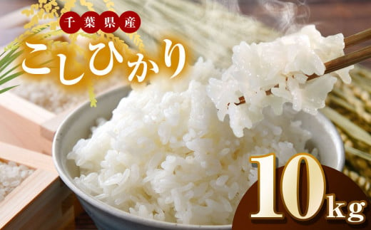 【新米・令和6年産】君津市産こしひかり（精米）10kg | JA さだもと 米 こめ お米 おこめ 白米 精米  千葉県 君津市 きみつ 1467875 - 千葉県君津市